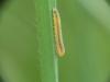 Dolerus sp.
